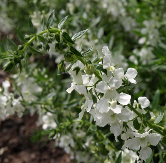 long, thin flower spike is covered in small, white flowers